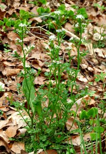 Wald-Schaumkraut Kohlbruck