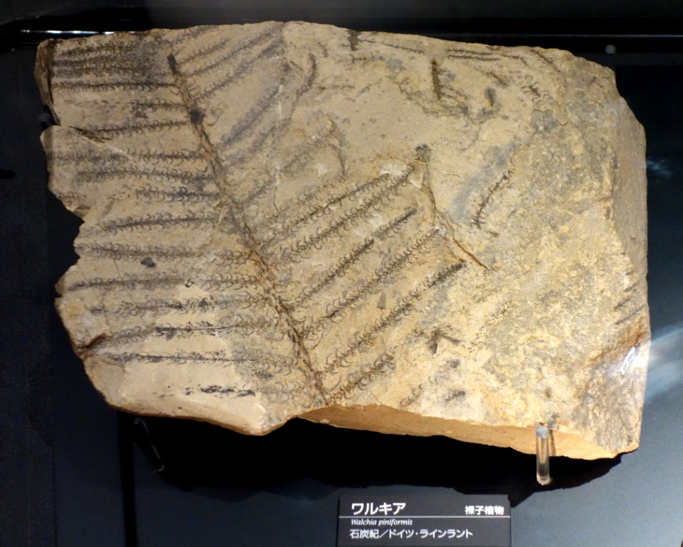 Walchia piniformis - National Museum of Nature and Science, Tokyo - DSC07768