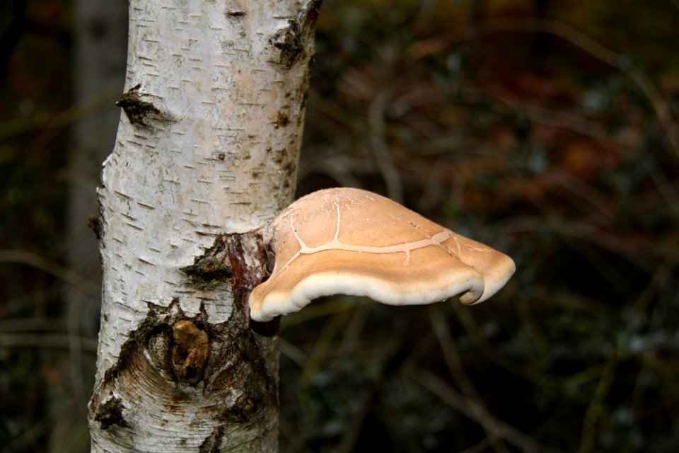 Waldspaziergang 2011-11-01-4078