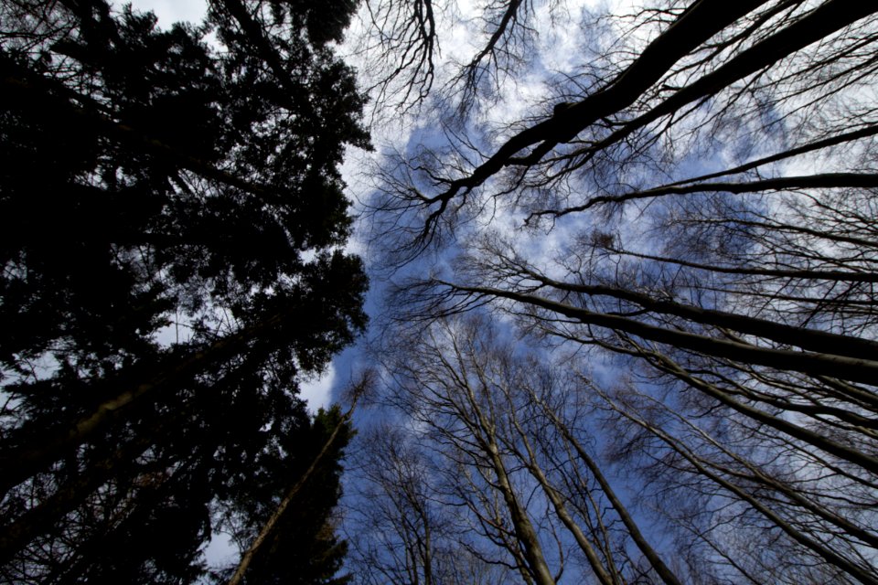 Wald Wissower Hochufer - Nationalpark Jasmund