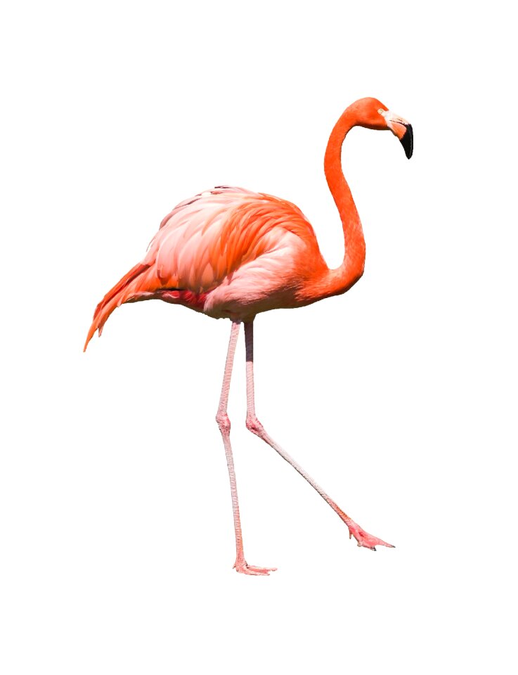 Wildlife beak neck