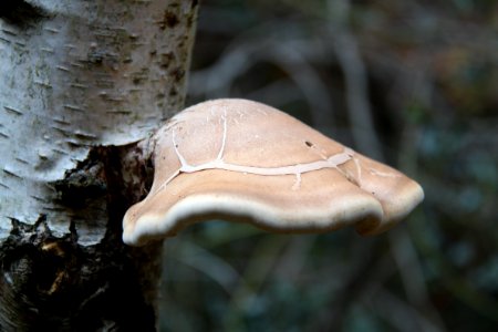 Waldspaziergang 2011-11-01-4075