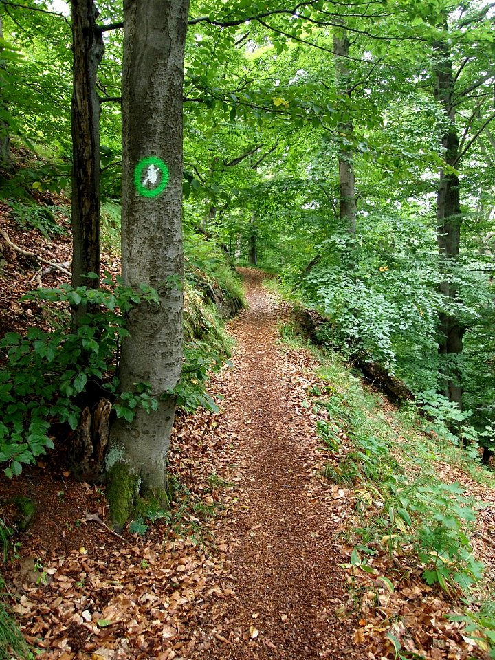 Waldweg Hexenstieg (2)