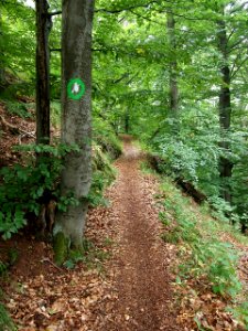 Waldweg Hexenstieg (2)
