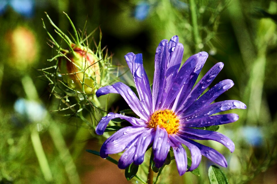 Autumn-flowers fall asters blossom