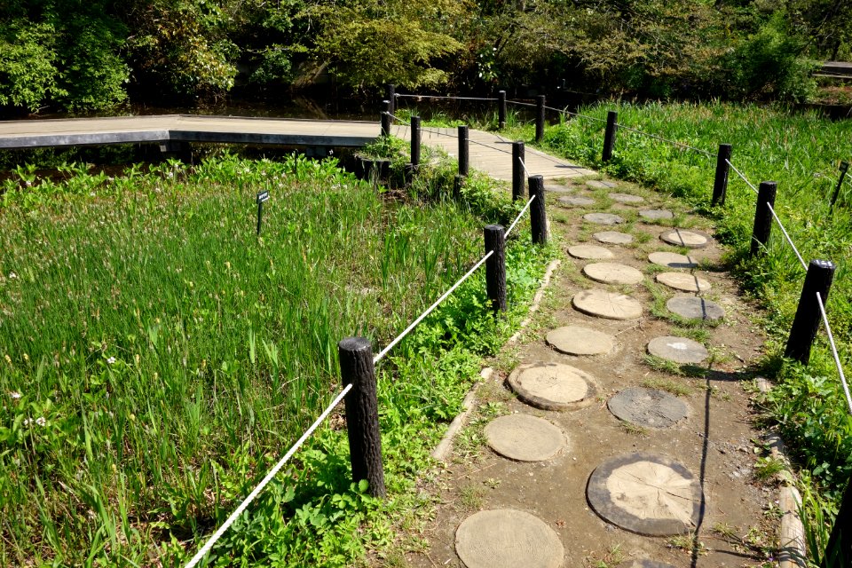Walkway - Institute for Nature Study, Tokyo - DSC02128