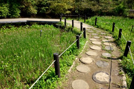 Walkway - Institute for Nature Study, Tokyo - DSC02128