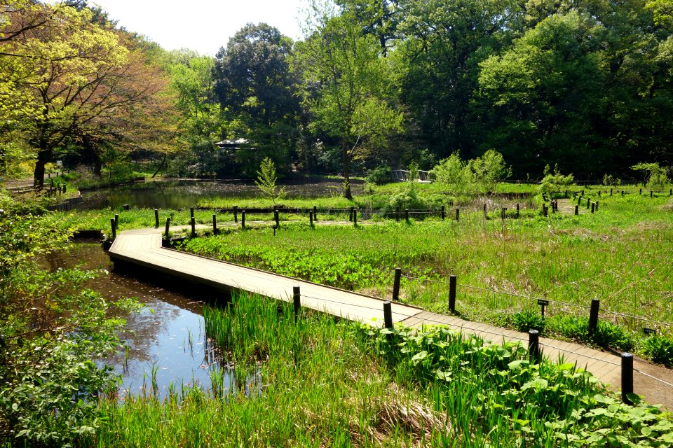 Walkway - Institute for Nature Study, Tokyo - DSC02125