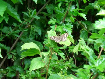 Waldbrettspiel am Säckelgraben