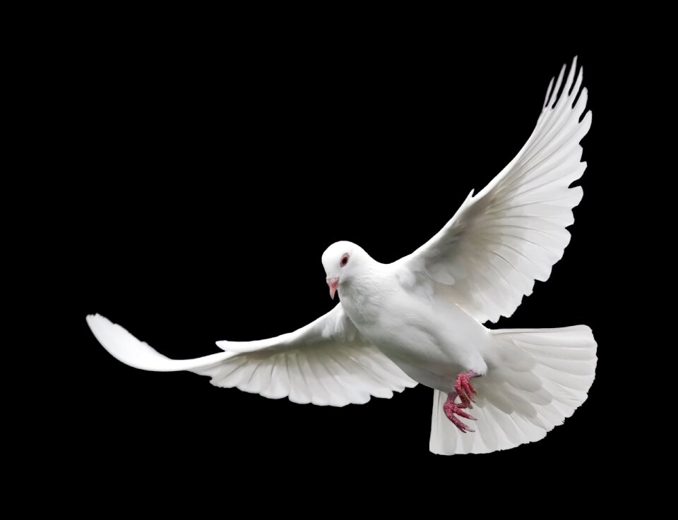Wildlife flight pigeon