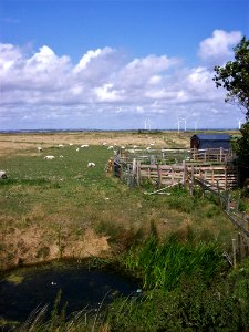 Walland Marsh, Camber 2
