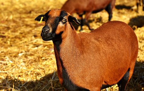 Animal portrait cute wildpark poing
