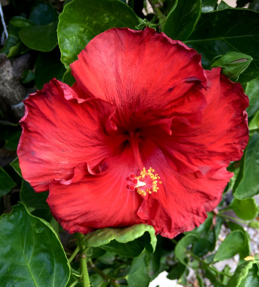 Garden spring flower