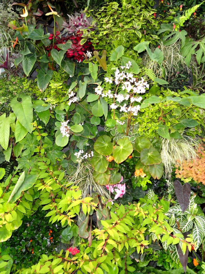 Wall garden - Red Butte Garden and Arboretum - DSC07483