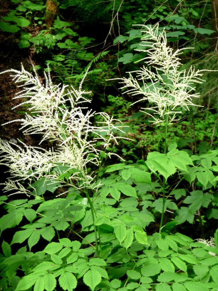 Wald-Geißbart Scheuereck