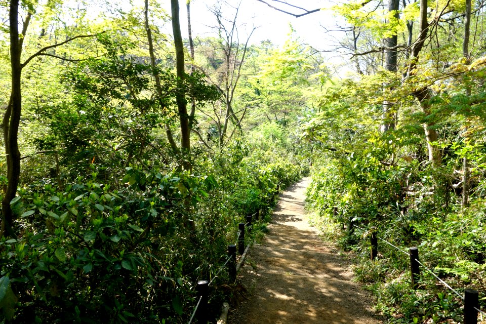 Walkway - Institute for Nature Study, Tokyo - DSC02111