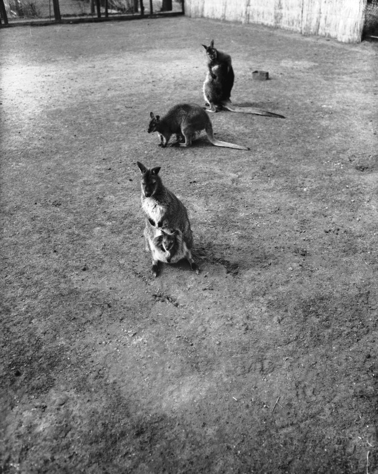 Wallaby kangaroe met jong, Bestanddeelnr 909-4535