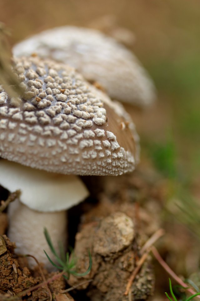 Waldspaziergang 2012-07-06-9369