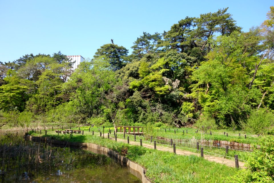 Walkway - Institute for Nature Study, Tokyo - DSC02137