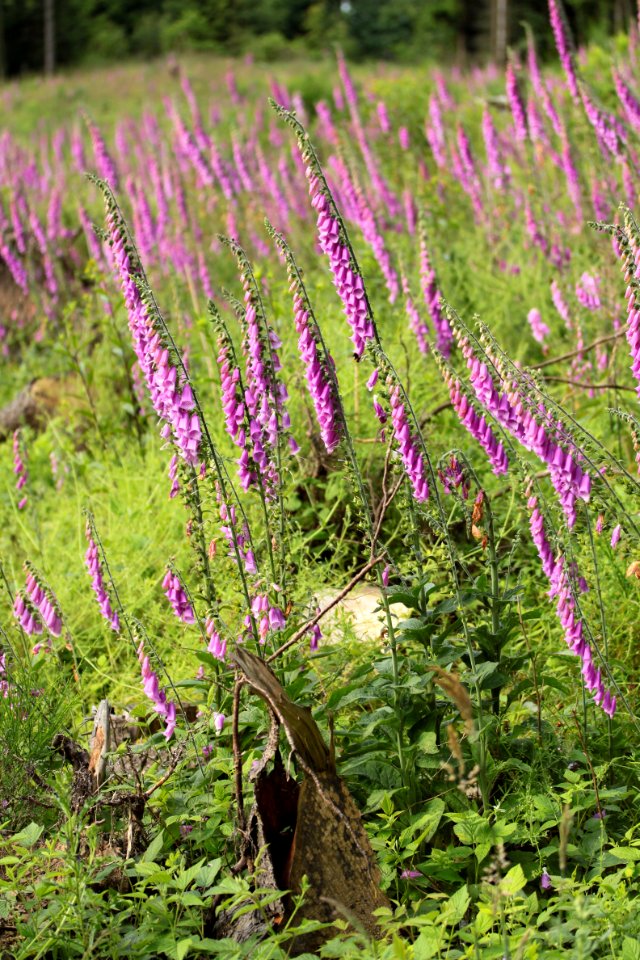 Waldspaziergang 2012-07-06-9371