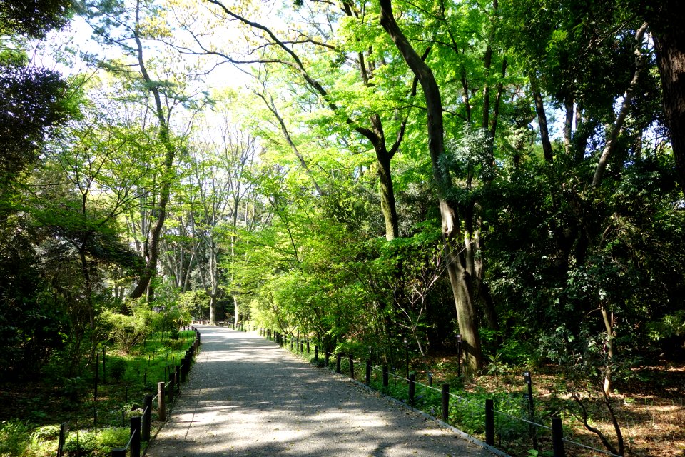 Walkway - Institute for Nature Study, Tokyo - DSC02074
