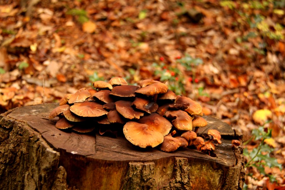 Waldspaziergang 2011-11-01-4114