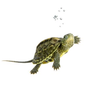 Tortoise animal wildlife