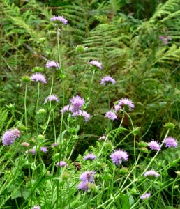 Wald-Witwenblume Rabenstein