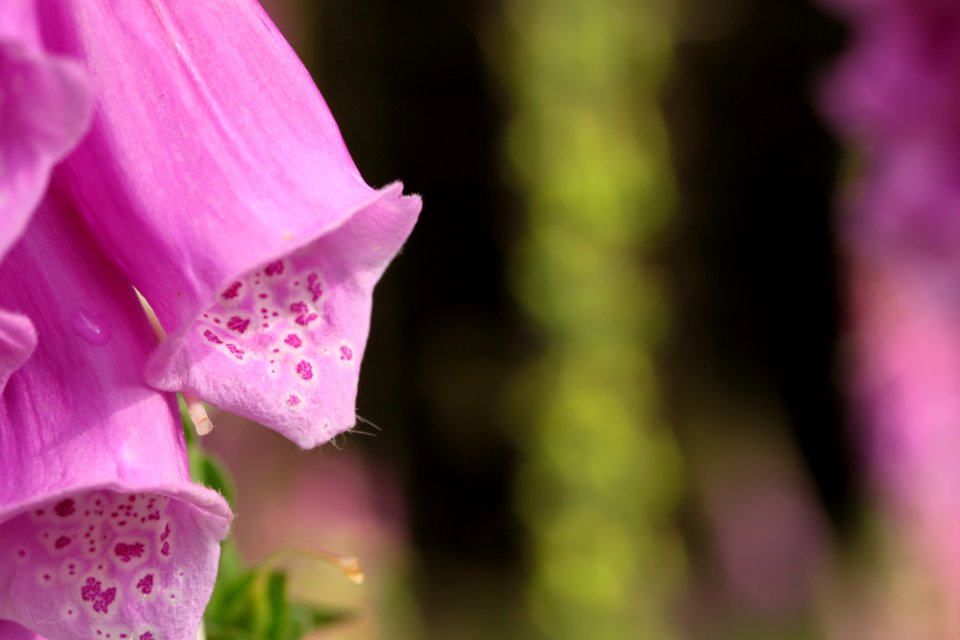 Waldspaziergang 2012-07-06-9395