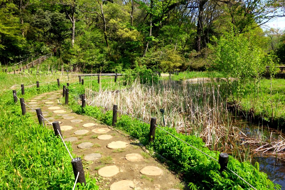 Walkway - Institute for Nature Study, Tokyo - DSC02133