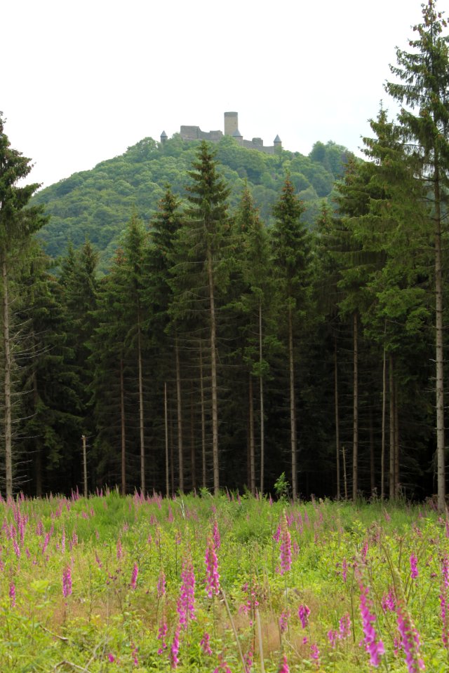 Waldspaziergang 2012-07-06-9417