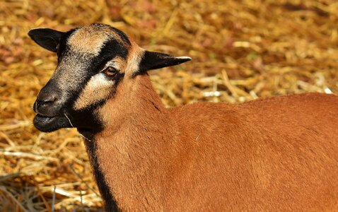 Animal portrait cute wildpark poing