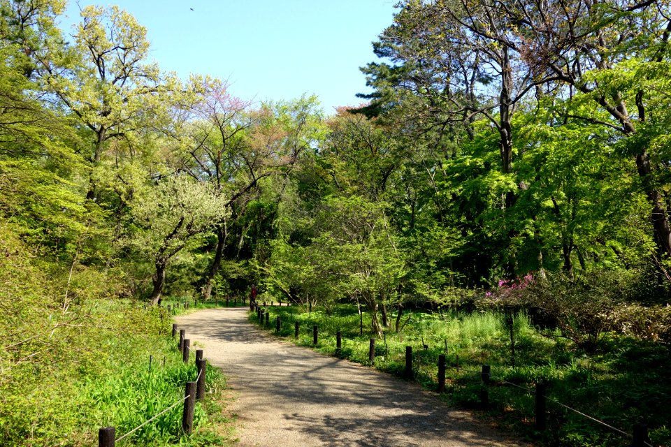 Walkway - Institute for Nature Study, Tokyo - DSC02117
