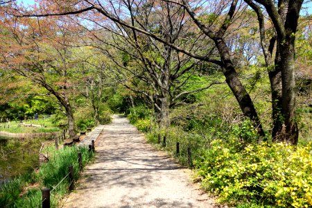 Walkway - Institute for Nature Study, Tokyo - DSC02141