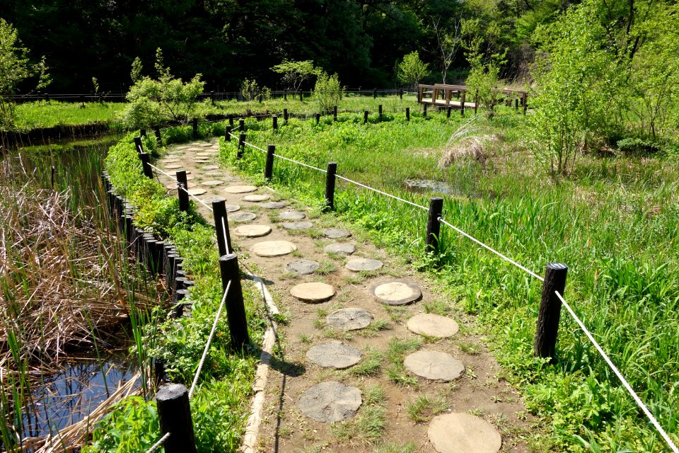 Walkway - Institute for Nature Study, Tokyo - DSC02131