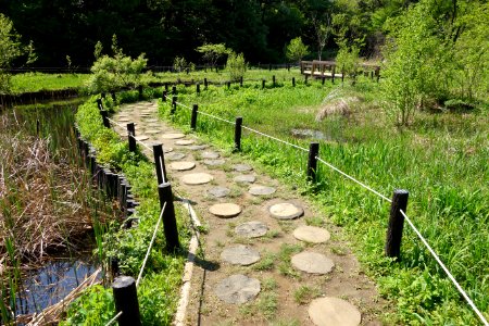 Walkway - Institute for Nature Study, Tokyo - DSC02131