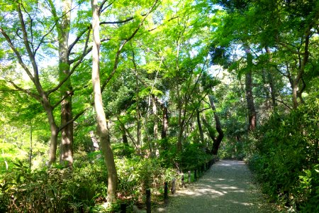 Walkway - Institute for Nature Study, Tokyo - DSC02088