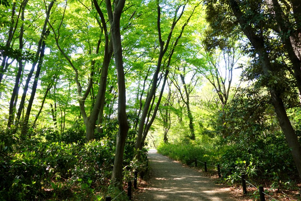 Walkway - Institute for Nature Study, Tokyo - DSC02113