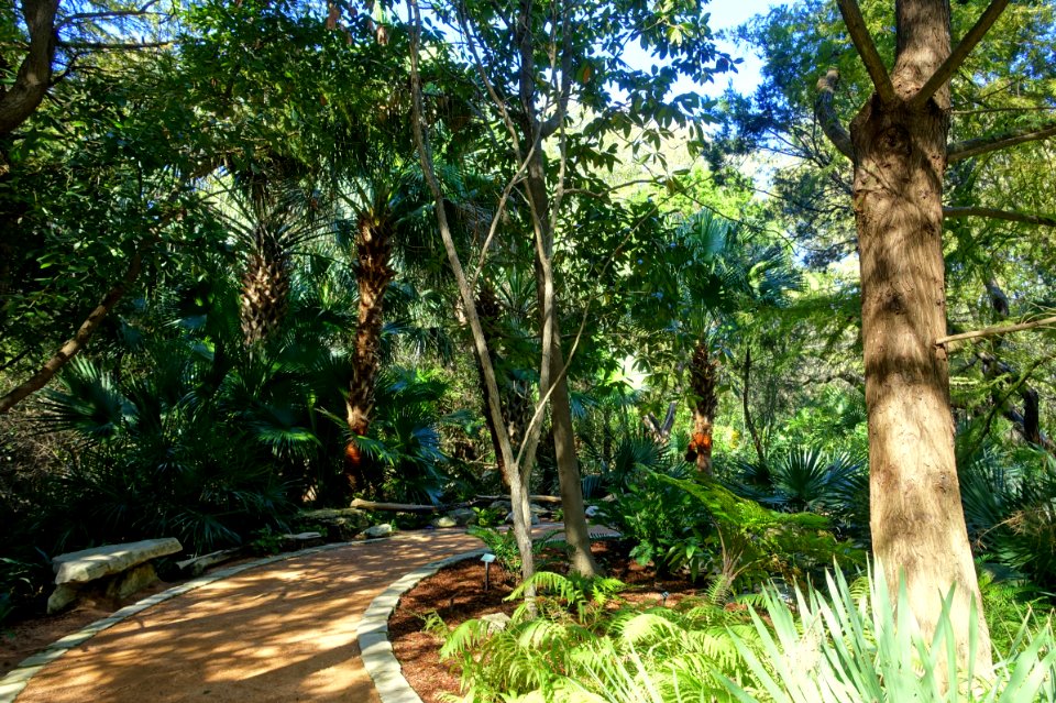 Walkway - Hartman Prehistoric Garden - Zilker Botanical Garden - Austin, Texas - DSC08989
