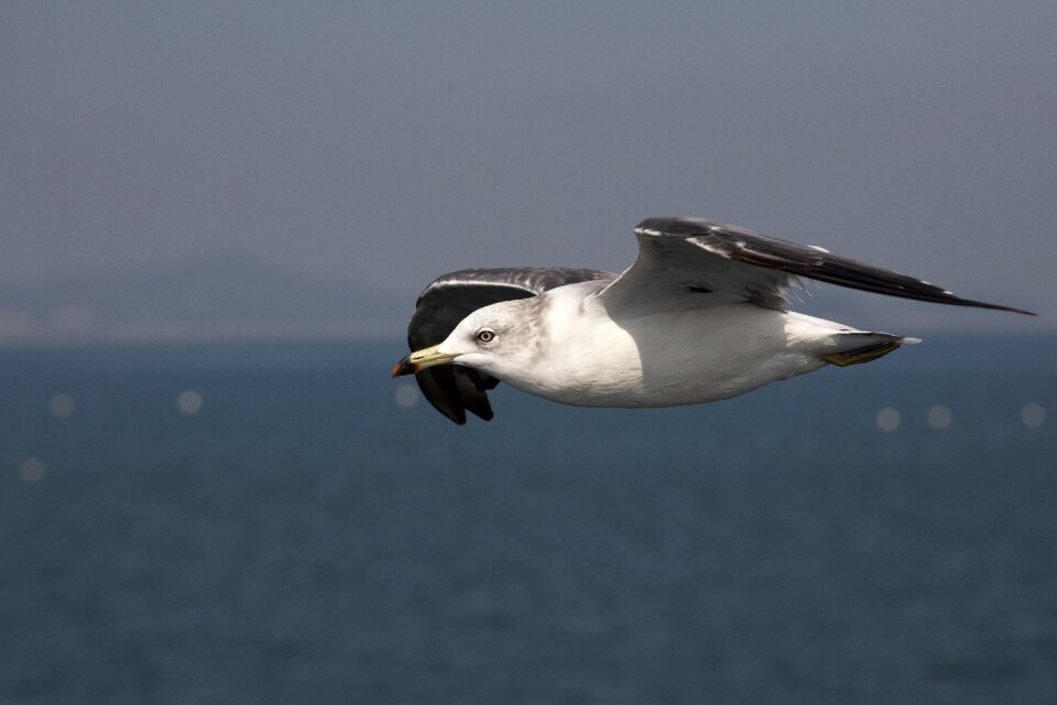 Seagull beach animal