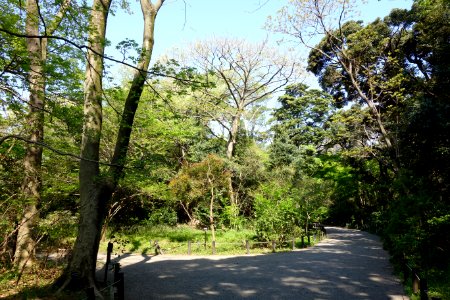 Walkway - Institute for Nature Study, Tokyo - DSC02078