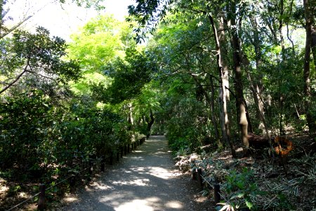 Walkway - Institute for Nature Study, Tokyo - DSC02086