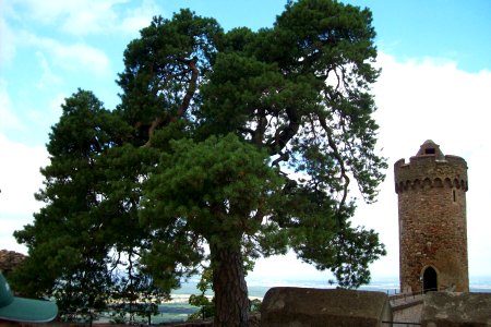 Waldkiefer mit Nordturm