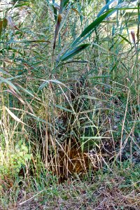 Waldlaine-bjs200917-03