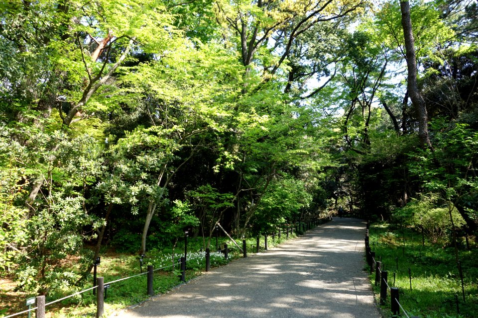 Walkway - Institute for Nature Study, Tokyo - DSC02069