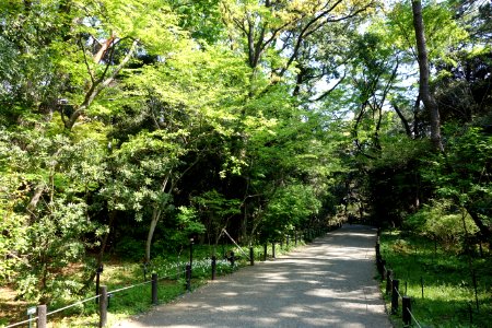 Walkway - Institute for Nature Study, Tokyo - DSC02069