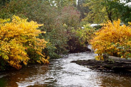 Wallace Swamp Creek Park 2017-10-22