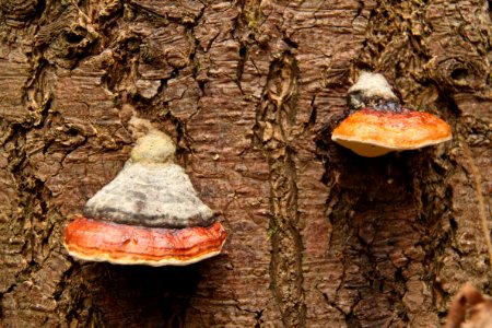 Waldspaziergang 2011-11-01-4131