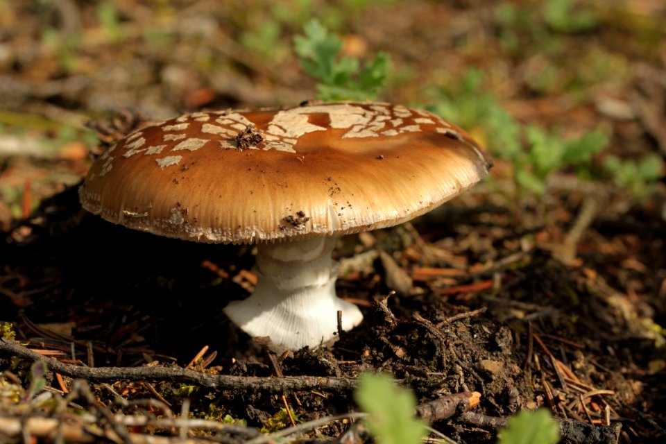 Waldspaziergang 2012-07-06-9387