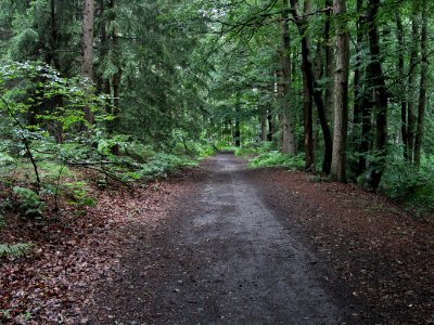 Waldweg Stadtlohn Bockwinkel